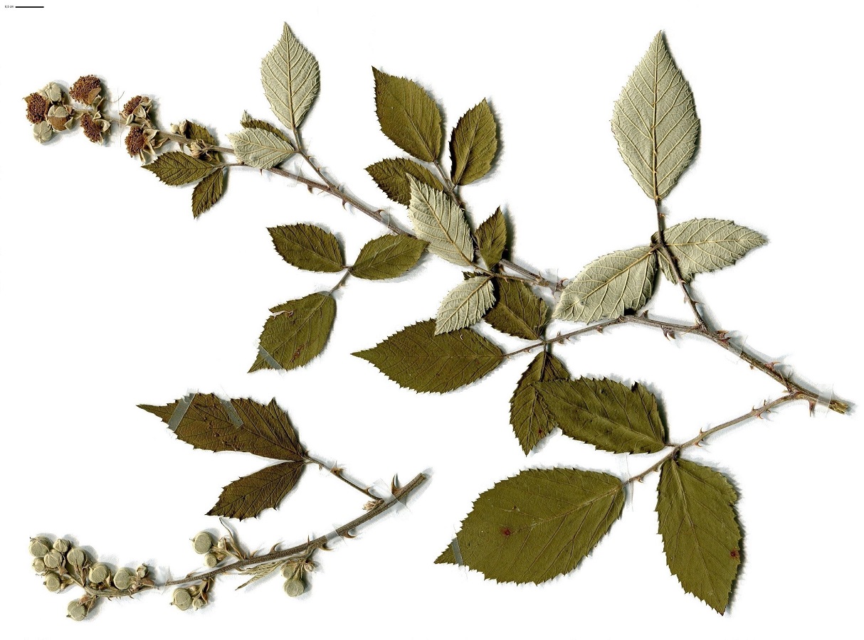 Rubus ulmifolius (Rosaceae)